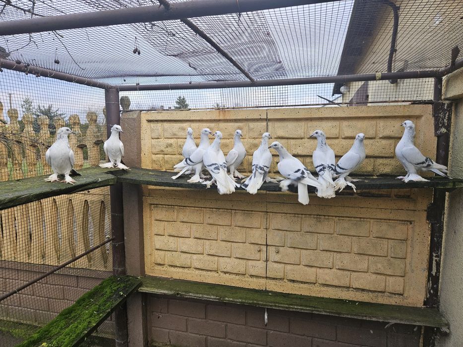 Srebniaki koroniate pasiaste