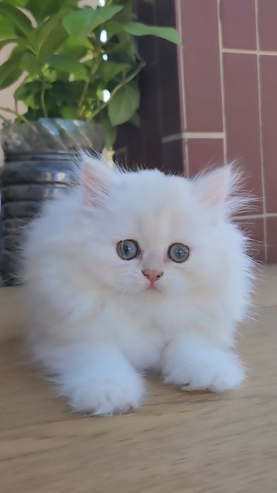 Шотландське кошеня Голубе золото