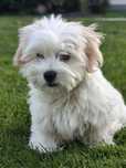 Coton de Tulear - szczeniak FCI