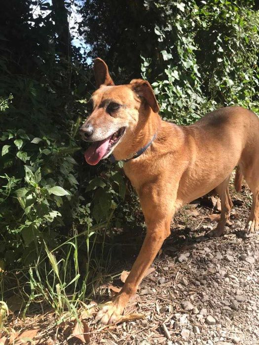 Alice - cadela média para adoção