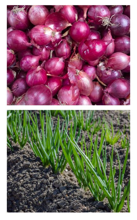 Cebula Dymka Zimująca Cerwona 'Red Cross' – Długie Przechowywanie 250g