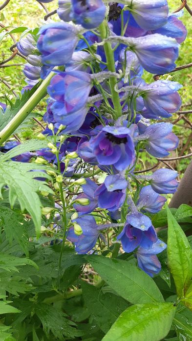 Полуниці Букет монарди розової