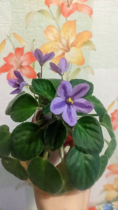 Фіалки дорослі та дітки