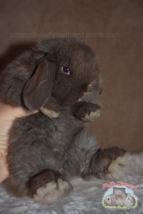 Кролик Карликовий з розплідника. Висловухі та з короткими вухами.