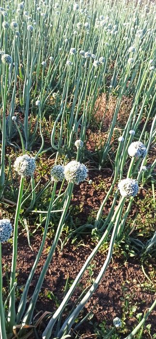 Семена /Насіння лука  цибулі ціна залежить від Об'єму