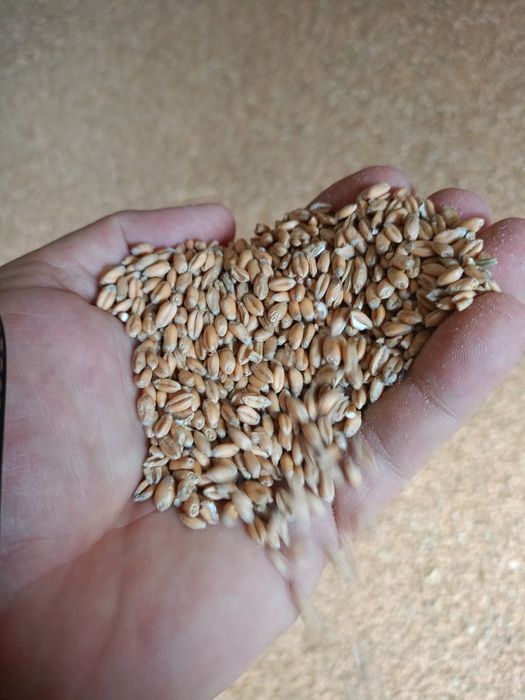 Pszenica ozima tegoroczna