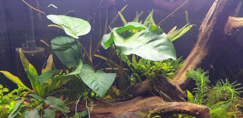 Anubias Heterophylla