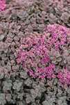 Rozchodnik 'Rosenteppich' Sedum C1.5