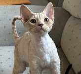 Kremowo rudy kocur devonrex