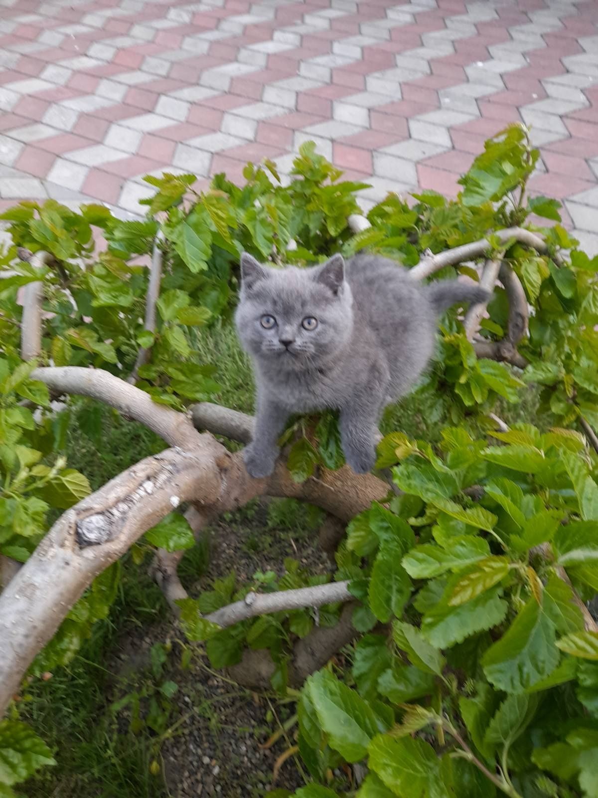 Комочки щастя шукають люблячу родину