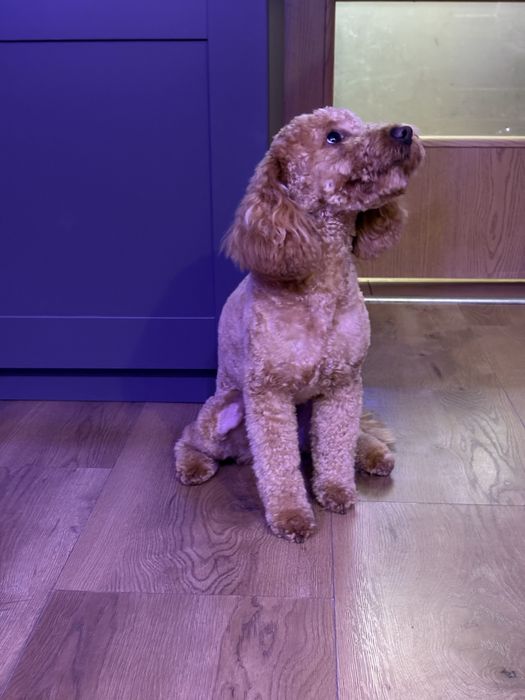 Reproduktor pudel Miniatura