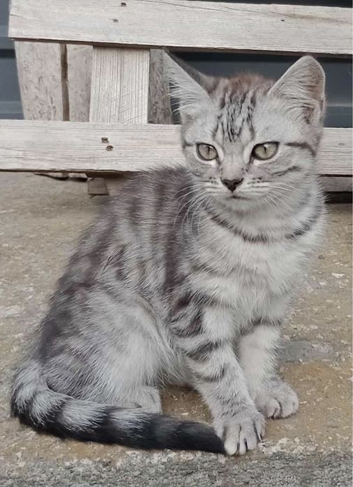 Шотландські кошенята