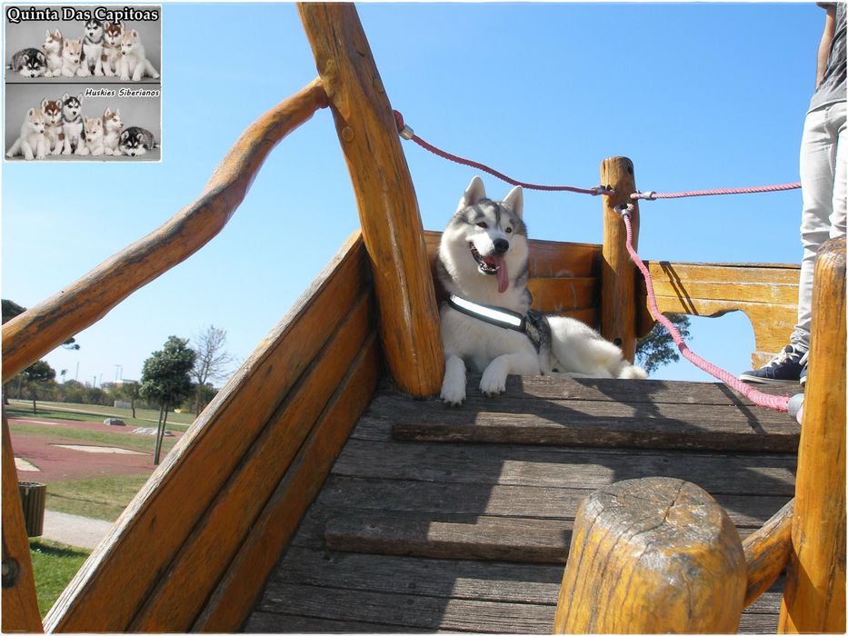 Servicos dog ao domicilio : taxi Dog