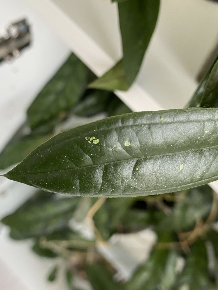 Hoya rigidifolia splash