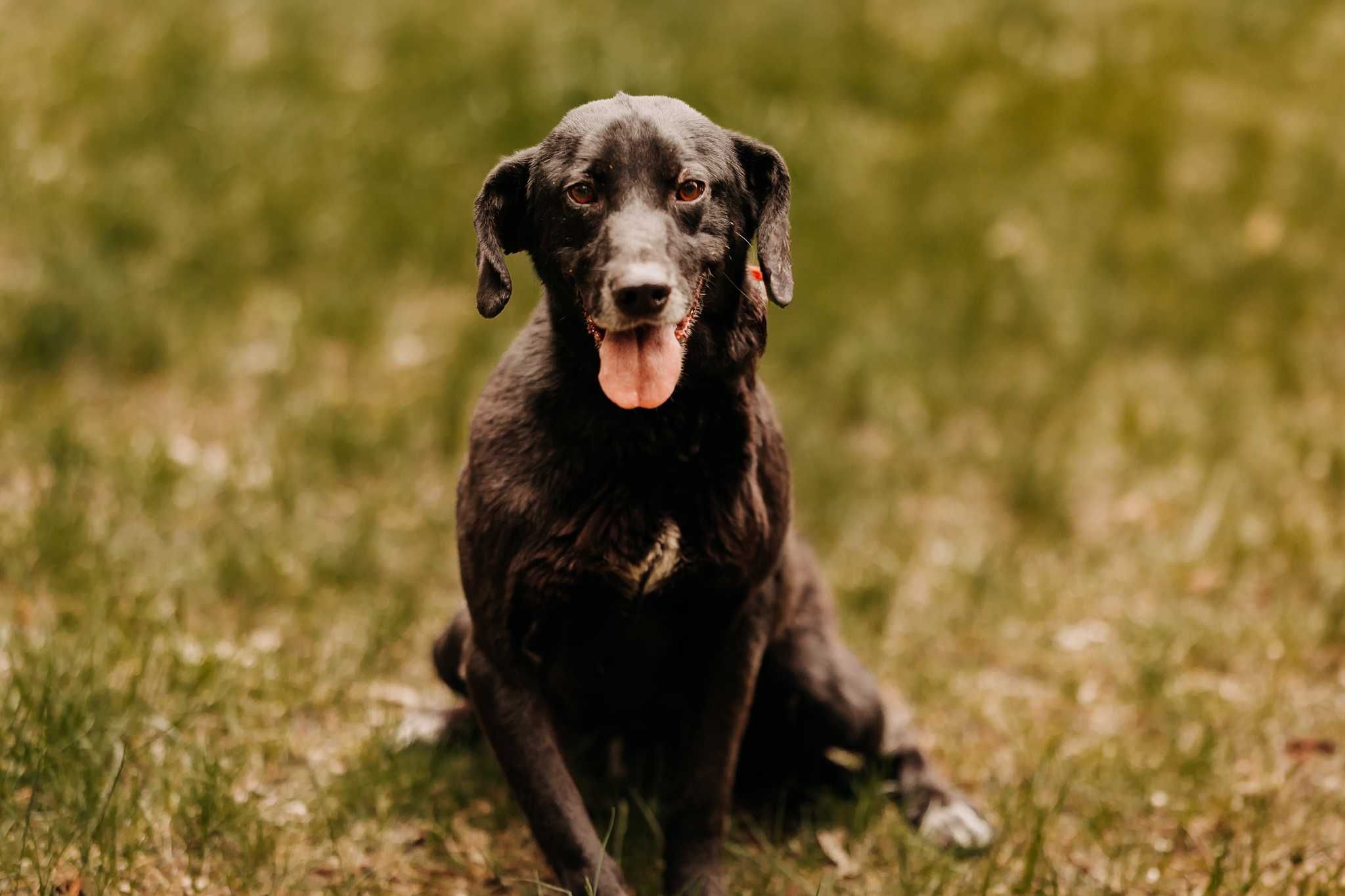 Młody, przemiły psiak Riko poleca się do adopcji!