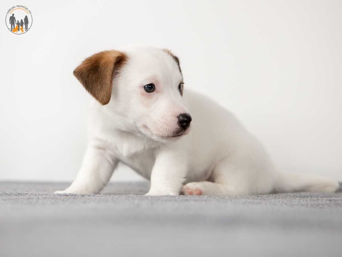 Jack Russell Terrier ZKwP FCI piesek