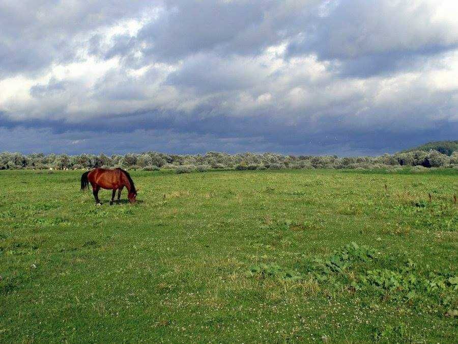 Здам оренда будинок Новгород Сіверський відпочинок Десна заповідЮНЕСКО