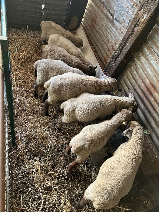 5 borregos machos cruzados de suffolk