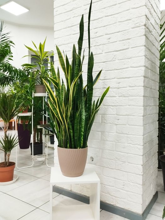 Сансевієрія Лауренті/Variegata