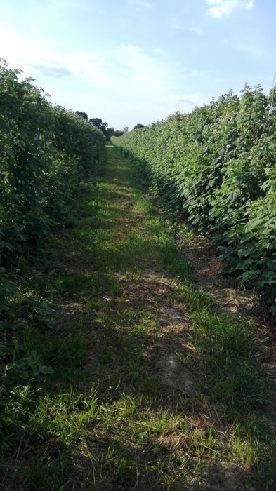 Sprzedam Maliny  Pol...nez... M...ma