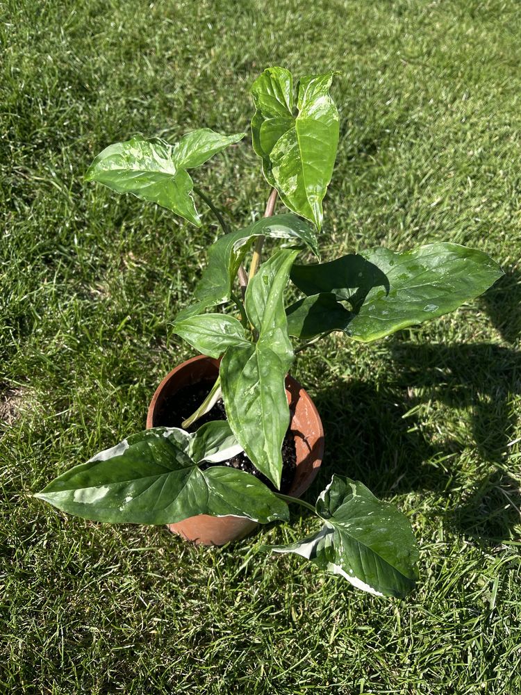 Syngonium variegata/ emerald gem