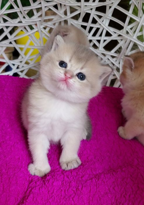 Ручные малышики, котята золотая шиншилла