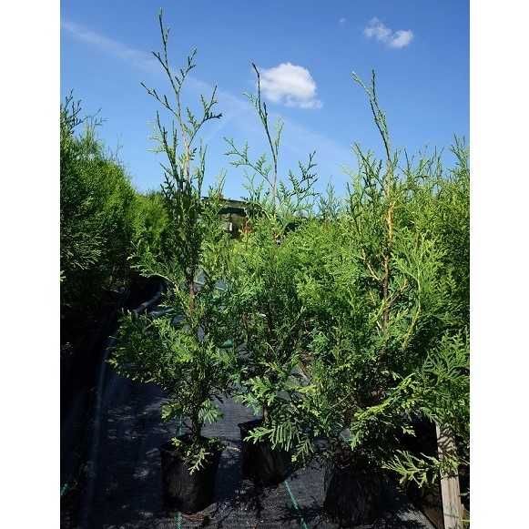 Tuja Brabant! Thuja! 70, 80, 100, 120 cm! Dowozimy! Sadzimy tuje!