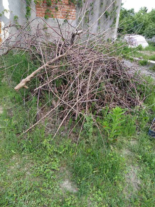 Швидкий Вивіз сміття гілок мотлоху з вантажниками Немішаєво Бородянка