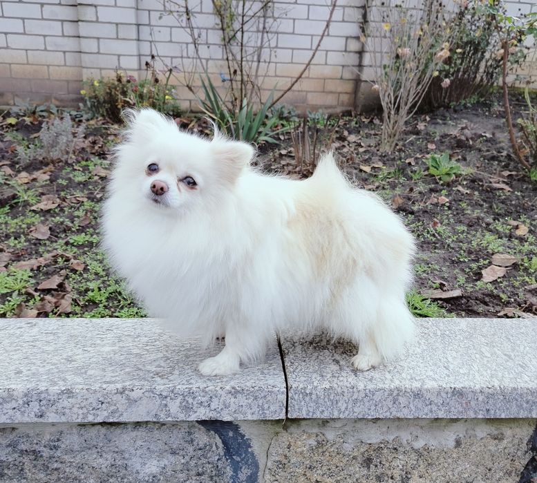 Доросла дівчинка шпіц