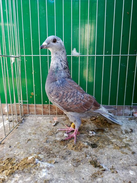 Pocztowe Rubella sooty indigo