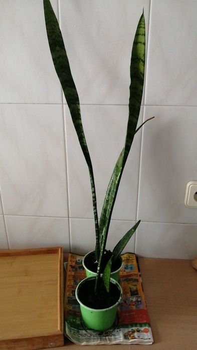 Espadas de São Jorge/Santa Barbara, planta de interior