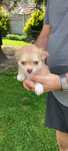 Chihuahua długowłosa piesek!