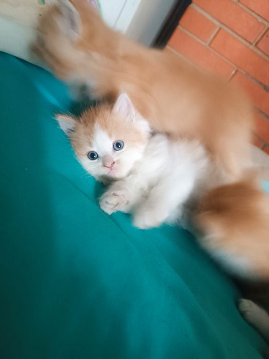 Отдам котят в хорошие руки