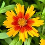 Nachyłek wielkokwiatowy 'Uptick Gold & Bronze' (Coreopsis grandiflora)