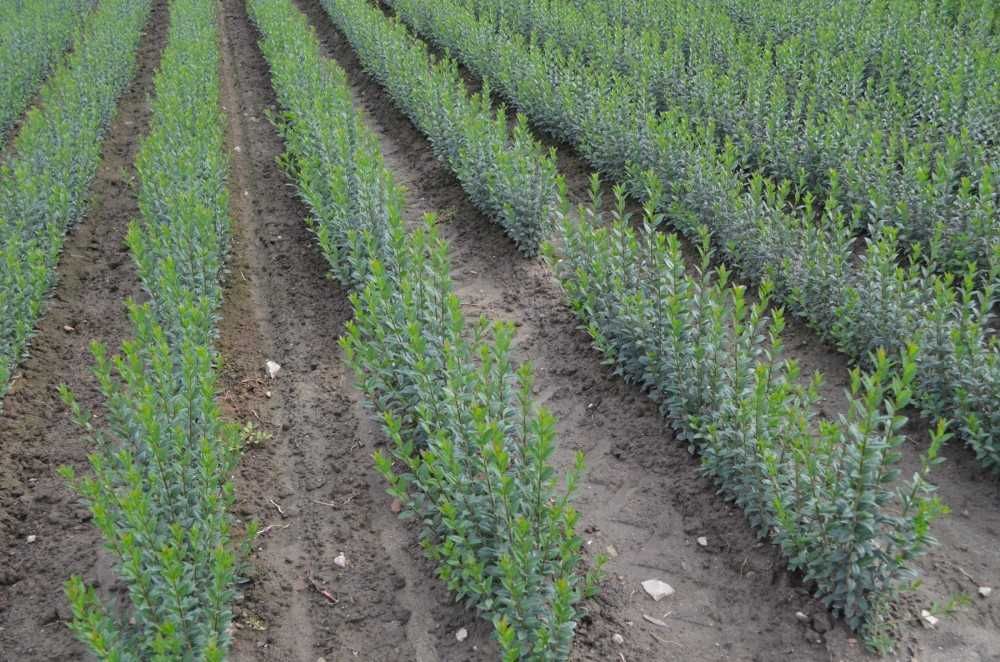 Ligustr Liguster Atrovirens - zimozielony 60-90 cm Wysyłamy Extra sort