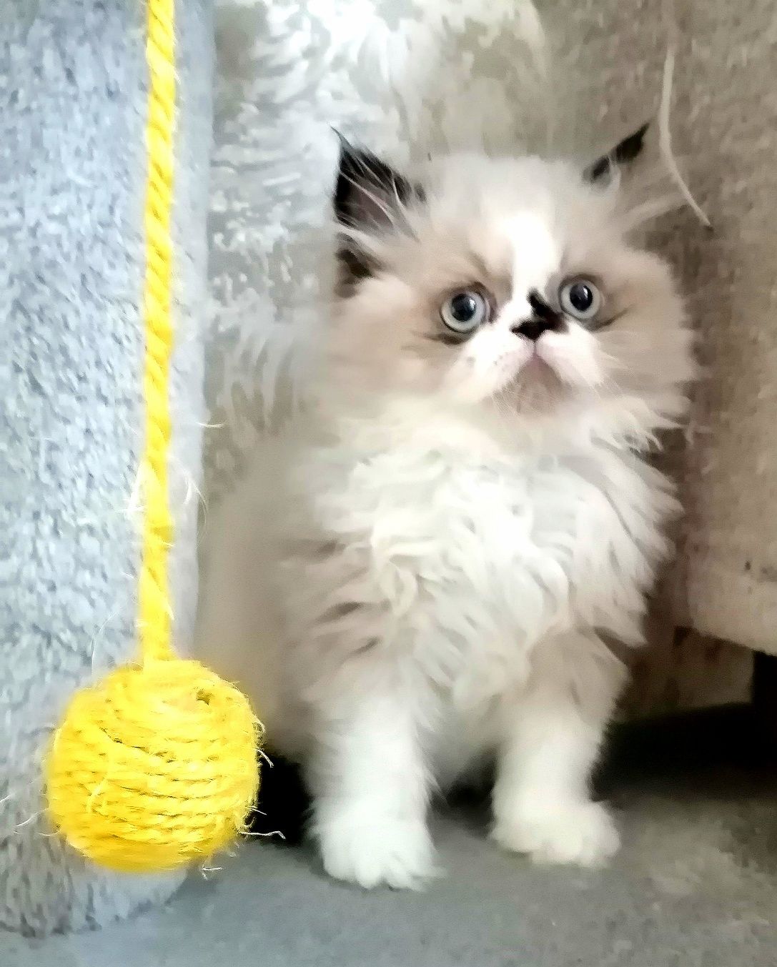 Персидське кошеня