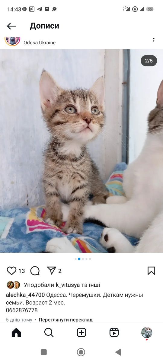 Котята бесплатно