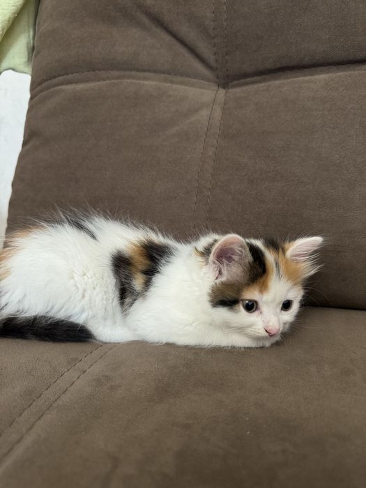 Віддам кошеня в добрі руки