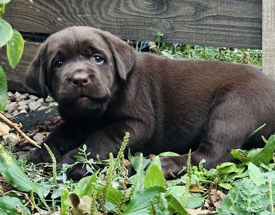 Лабрадори Львів розплідник