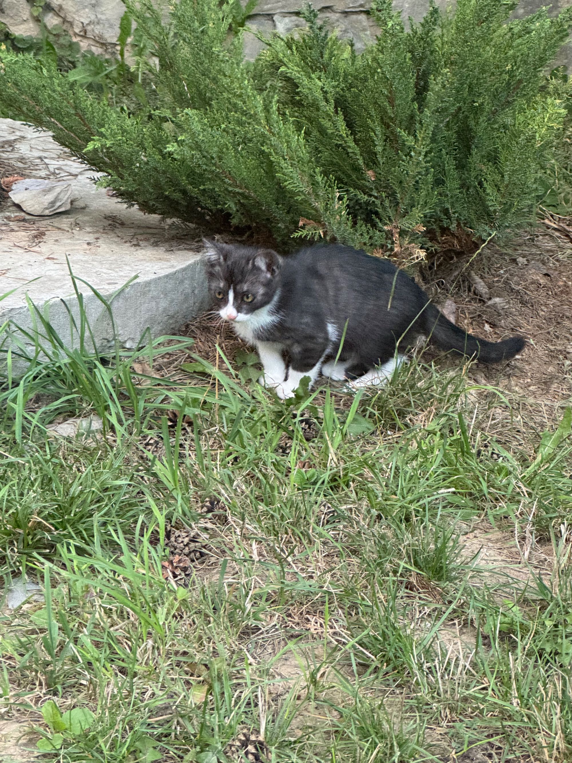 Котики шукають дім