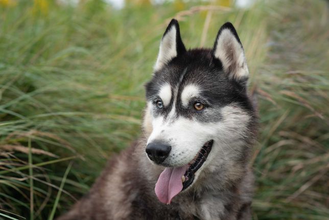 Heaven - stateczny, piękny pies w typie Syberian Husky szuka domu
