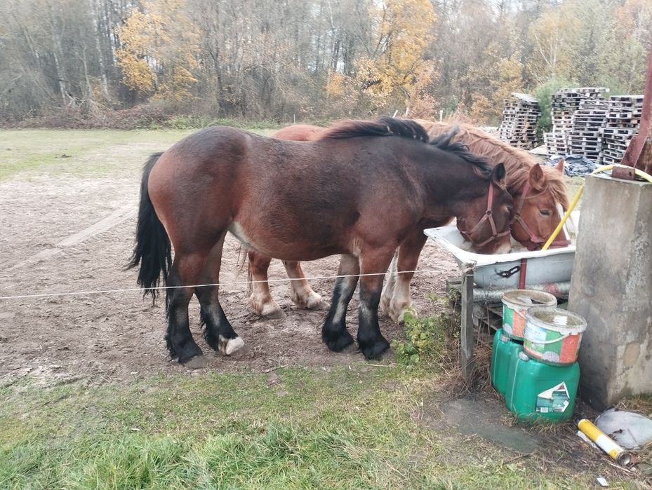 Klacz zimnokrwista 5 lat