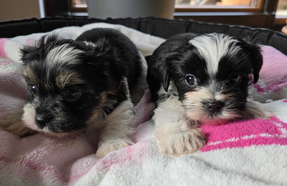 york biewer chłopak szczeniak