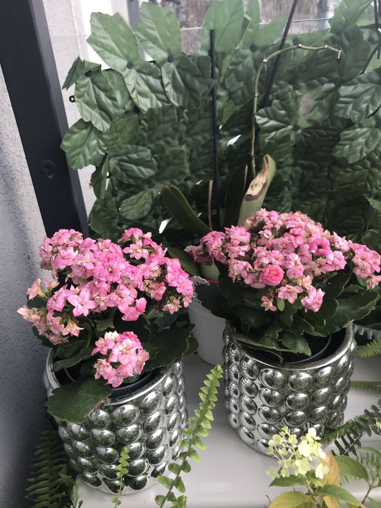 Hortensja plus 4  gratis