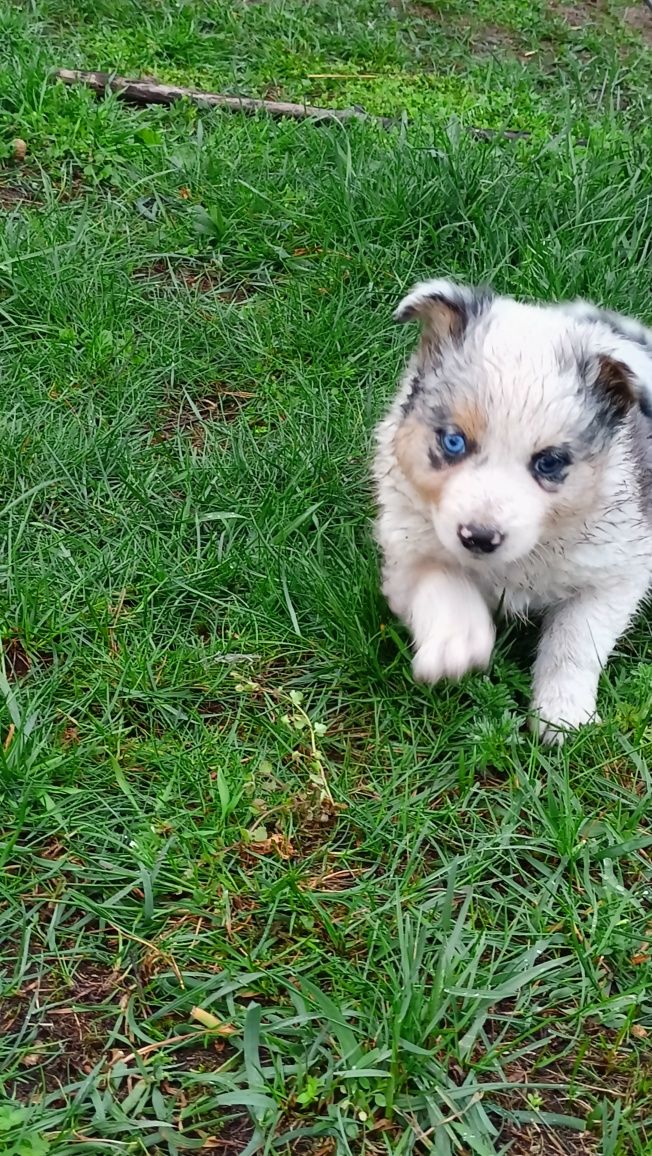 Border collie Blue merle tricolor suczka