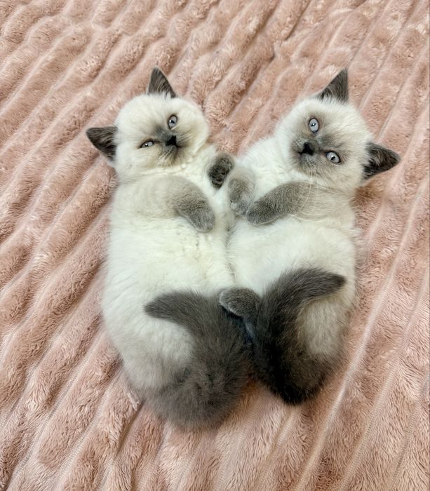 Британські дівчата