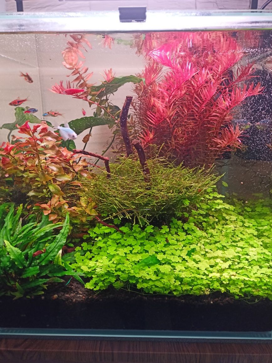 Rotala czerwona 30 gałązek