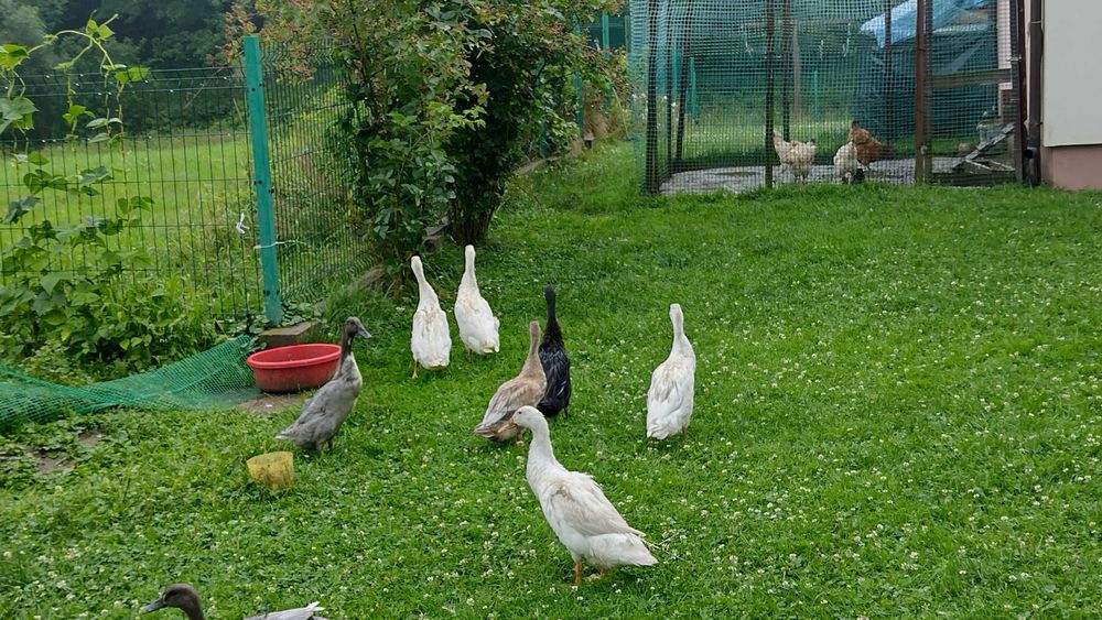 Kaczki Biegus  Indyjski