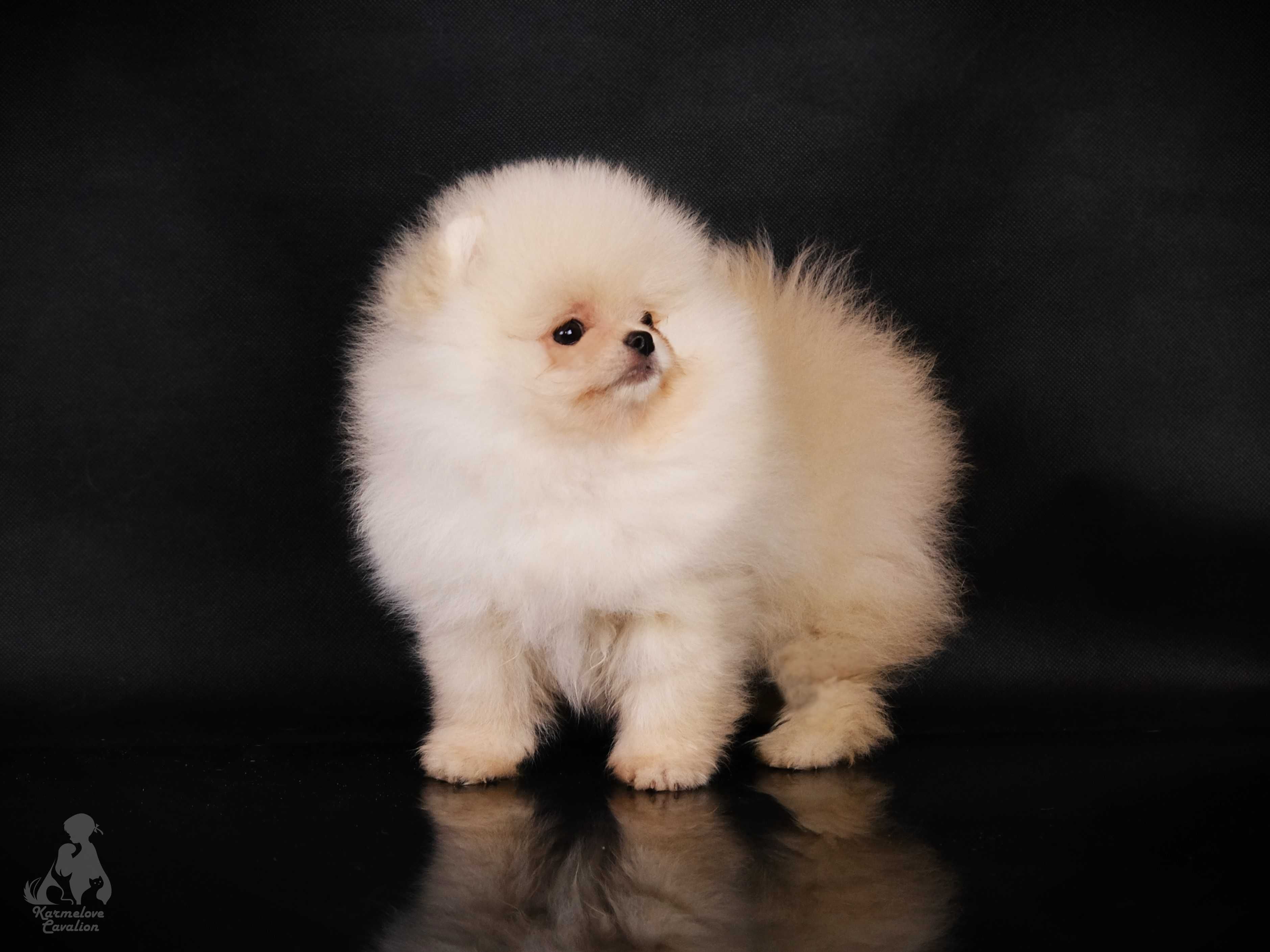 Suczka pomeranian miś kremowa rodowód