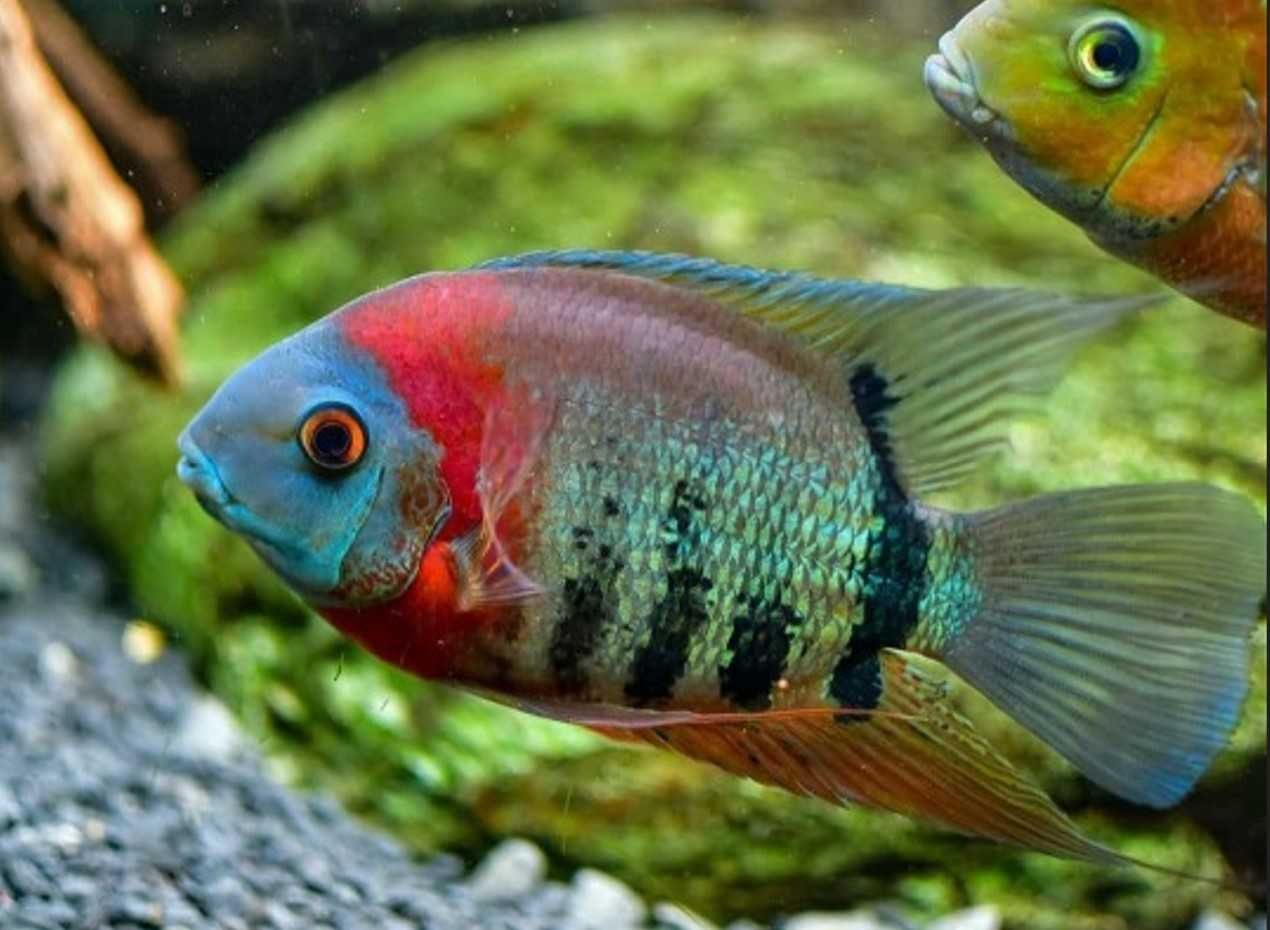 Pielęgnica severum - Sewerum - Heros efasciatus - dowóz, wysyłka